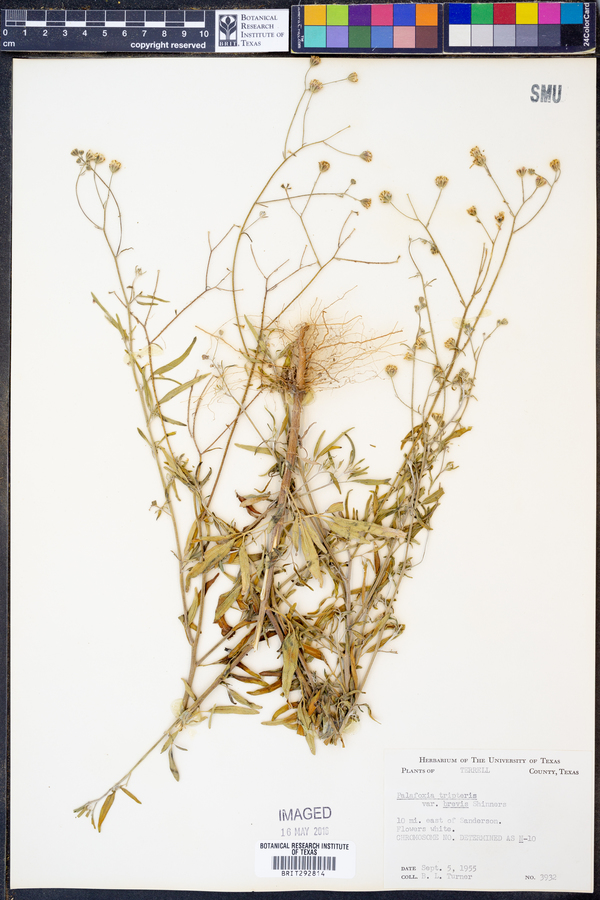 Florestina image
