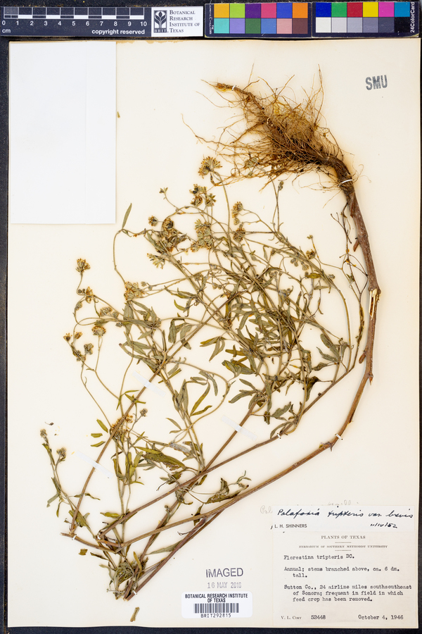 Florestina image