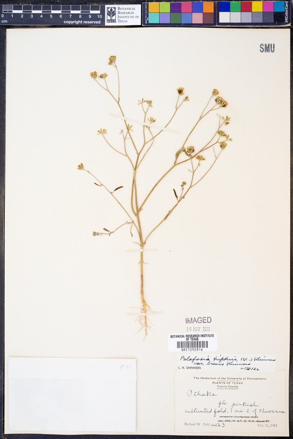 Florestina tripteris image