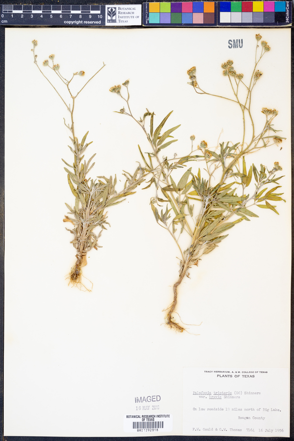 Florestina tripteris image