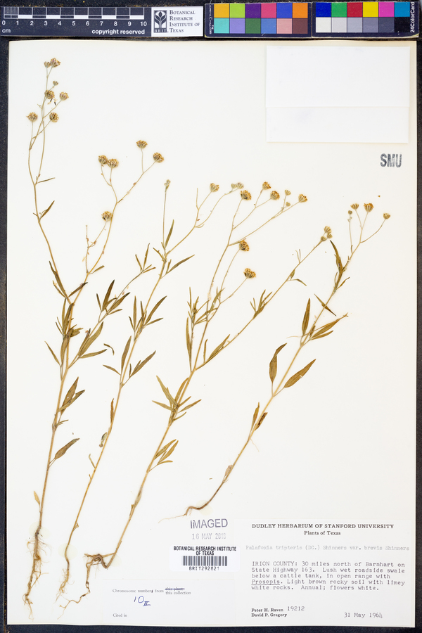 Florestina tripteris image