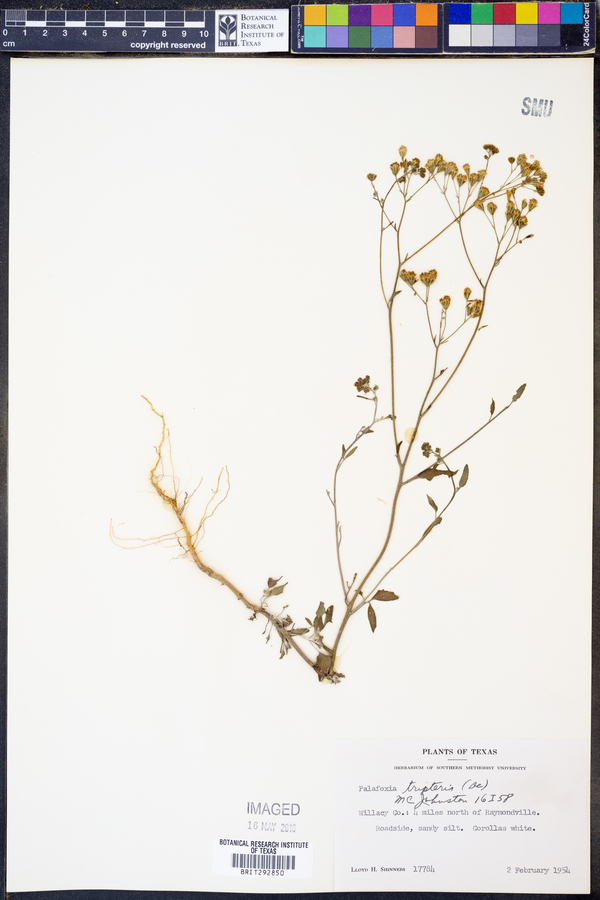 Florestina tripteris image