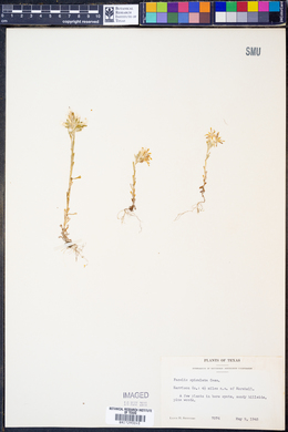 Facelis apiculata image