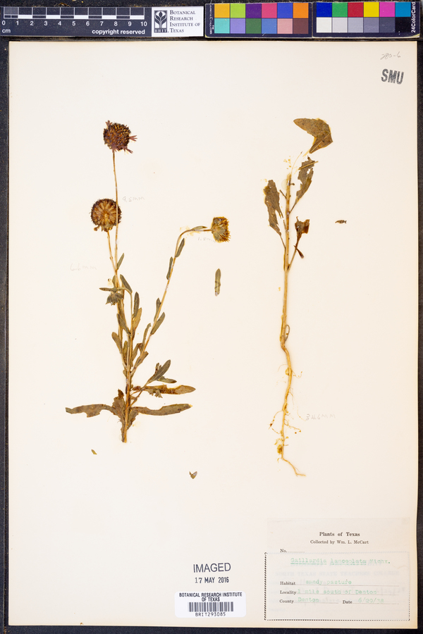 Gaillardia aestivalis image