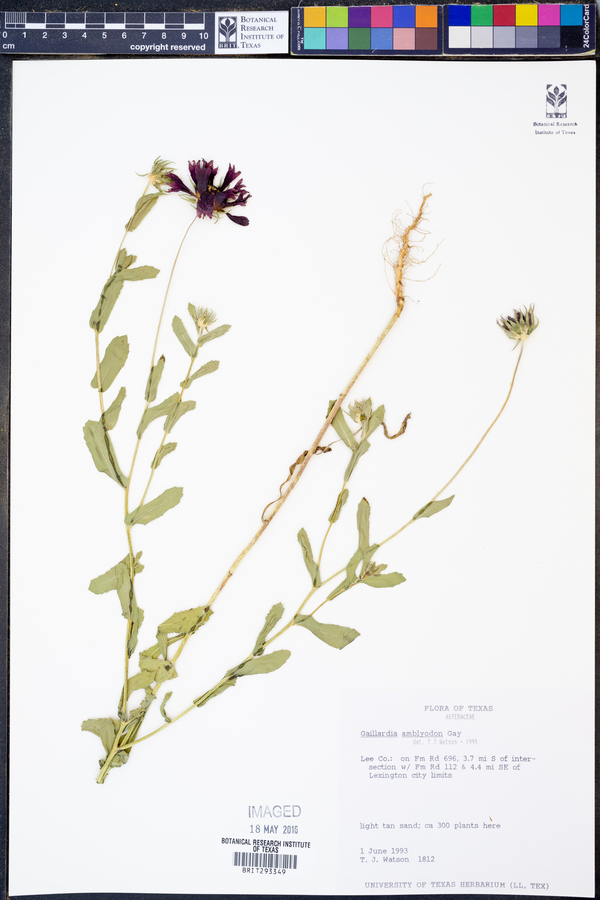 Gaillardia amblyodon image