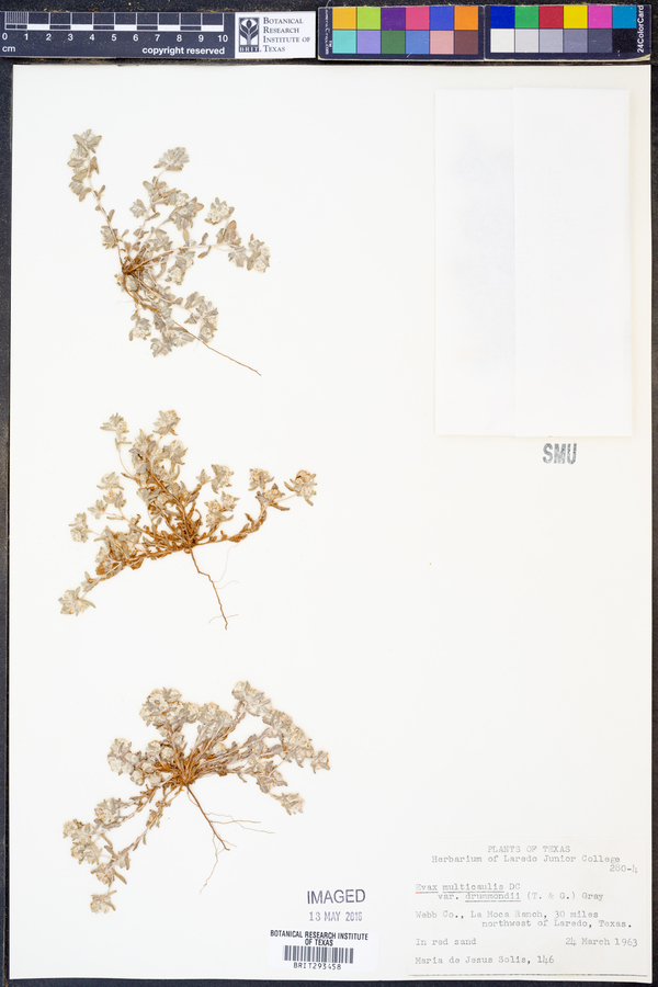 Diaperia verna var. drummondii image