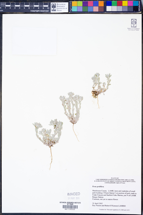 Diaperia prolifera image