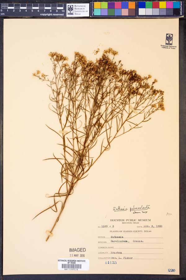 Euthamia pulverulenta image