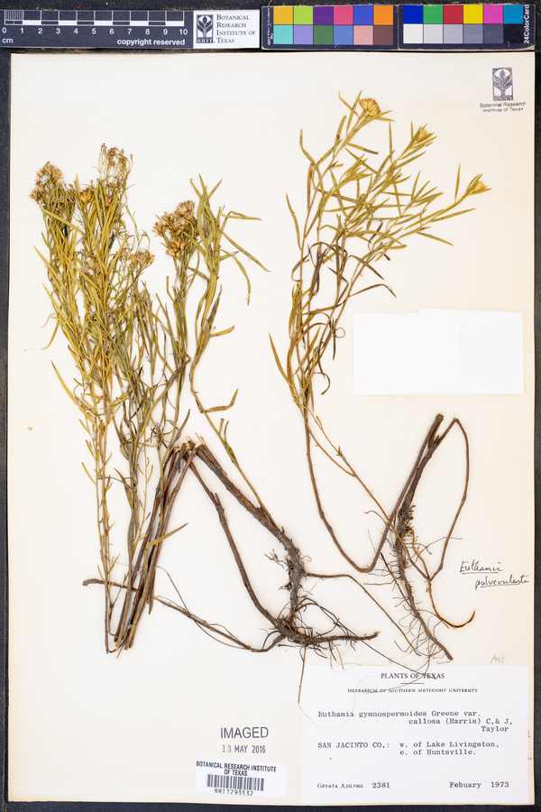 Euthamia pulverulenta image
