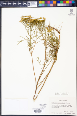 Euthamia pulverulenta image
