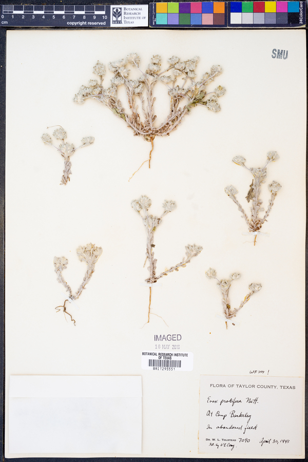 Diaperia prolifera image