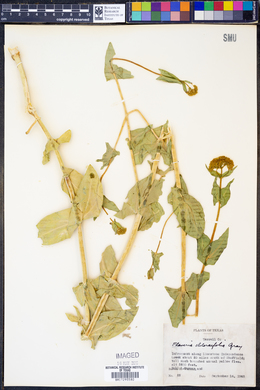 Flaveria chloraefolia image