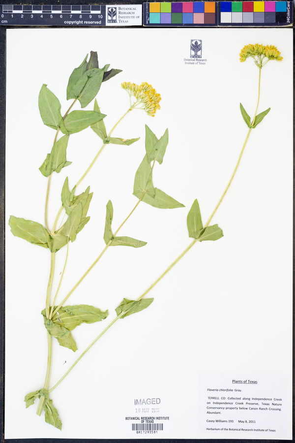 Flaveria chloraefolia image