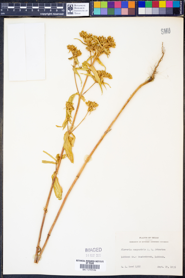 Flaveria campestris image