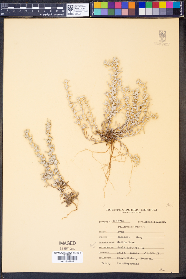 Diaperia candida image