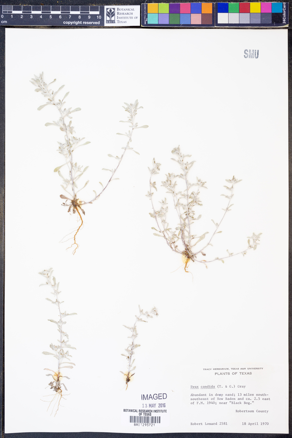 Diaperia candida image