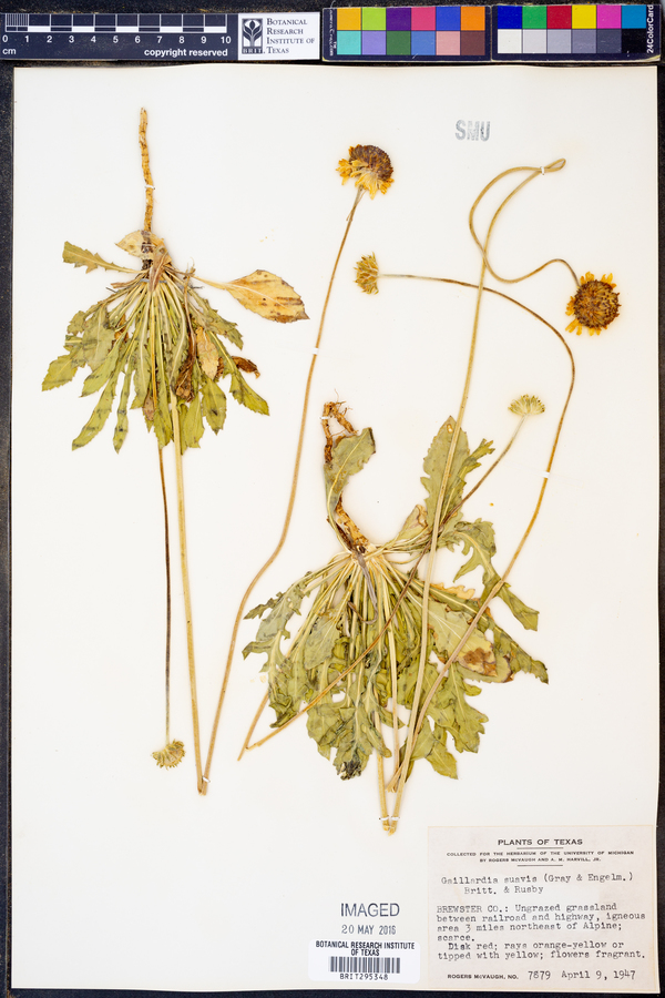 Gaillardia suavis image