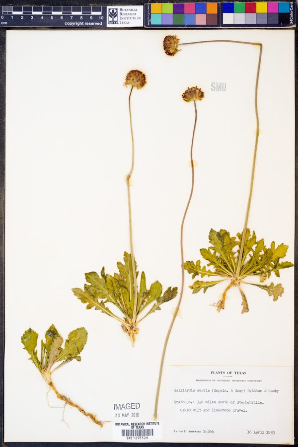 Gaillardia suavis image