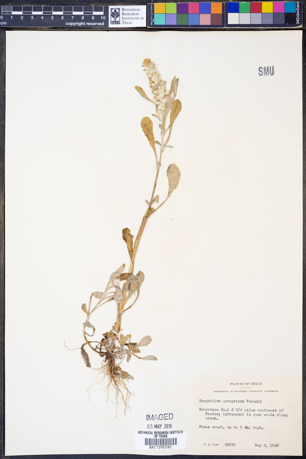 Gamochaeta pensylvanica image