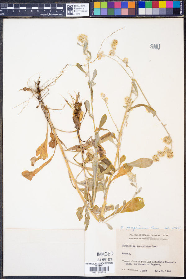 Gamochaeta pensylvanica image