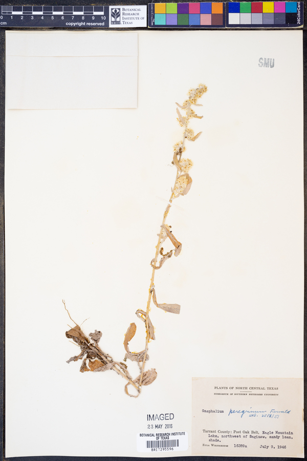 Gamochaeta pensylvanica image