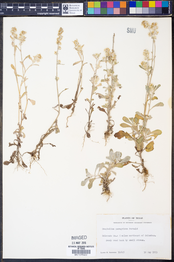 Gamochaeta pensylvanica image