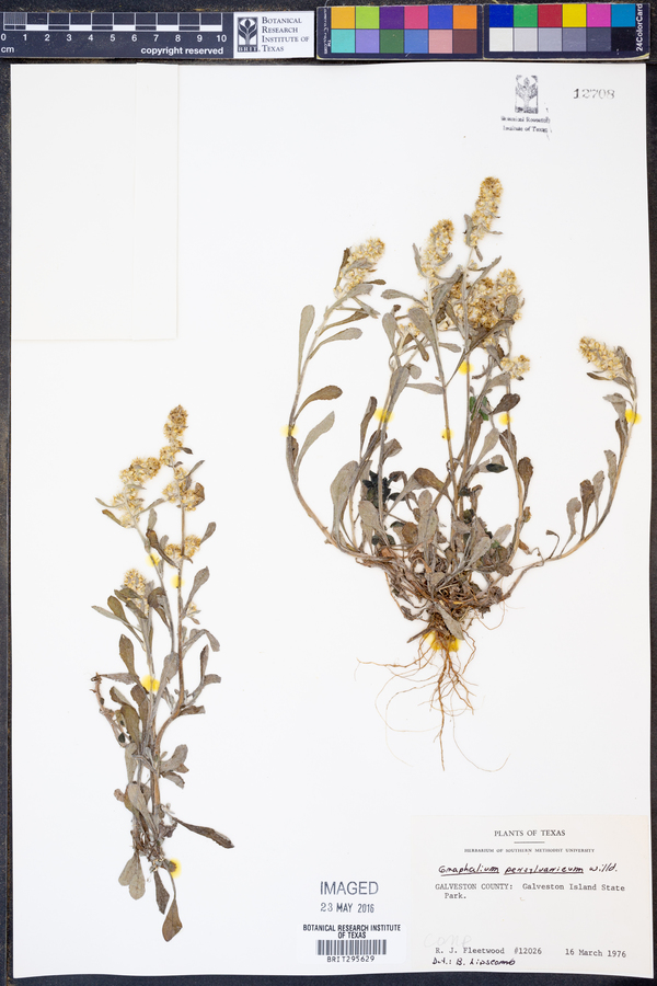 Gamochaeta pensylvanica image
