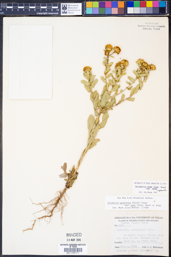 Grindelia nuda var. nuda image