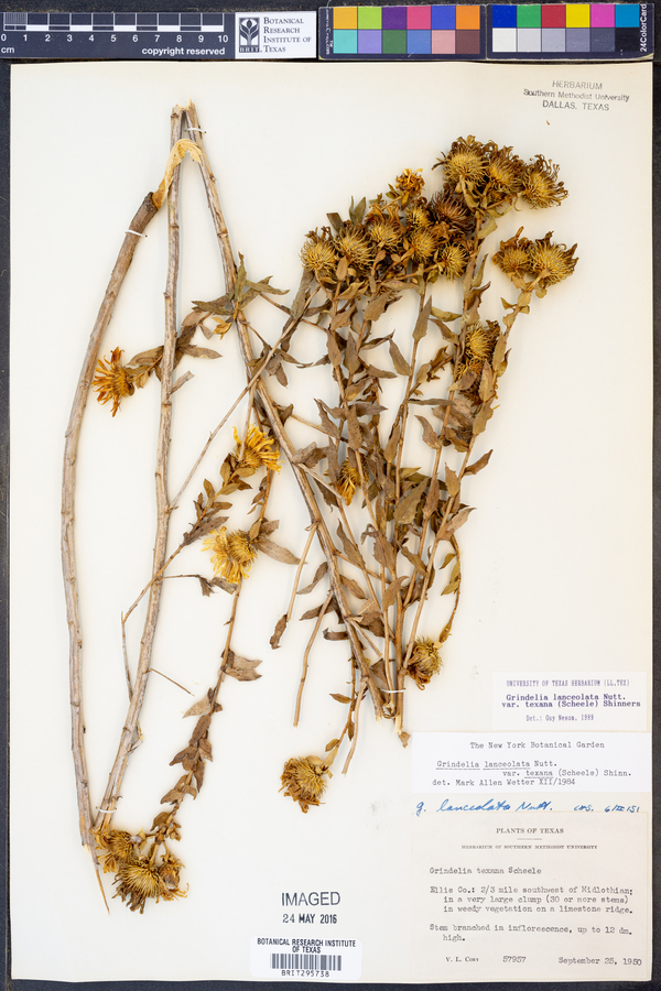 Grindelia lanceolata var. texana image