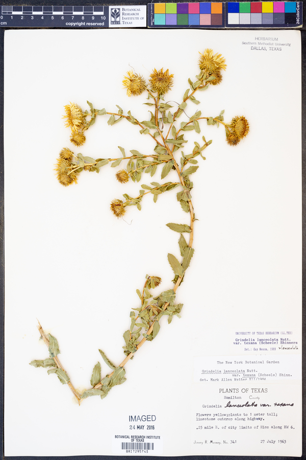 Grindelia lanceolata image