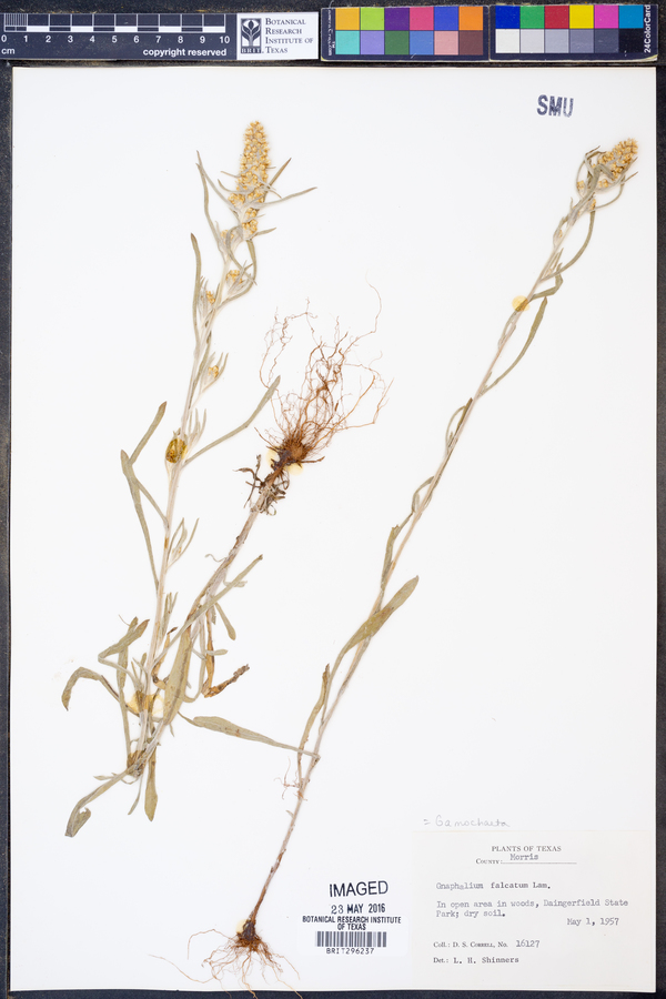 Gamochaeta calviceps image