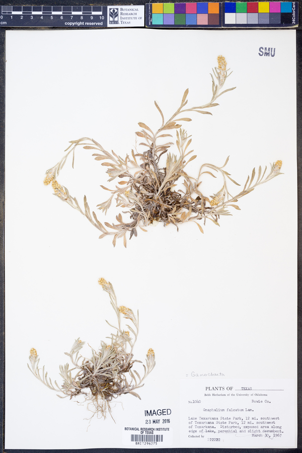 Gamochaeta calviceps image