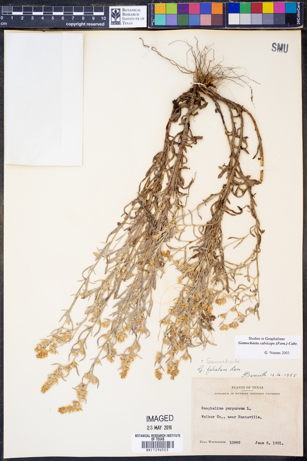 Gamochaeta calviceps image