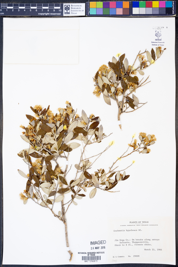 Nahuatlea hypoleuca image
