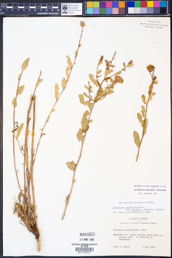Grindelia havardii image