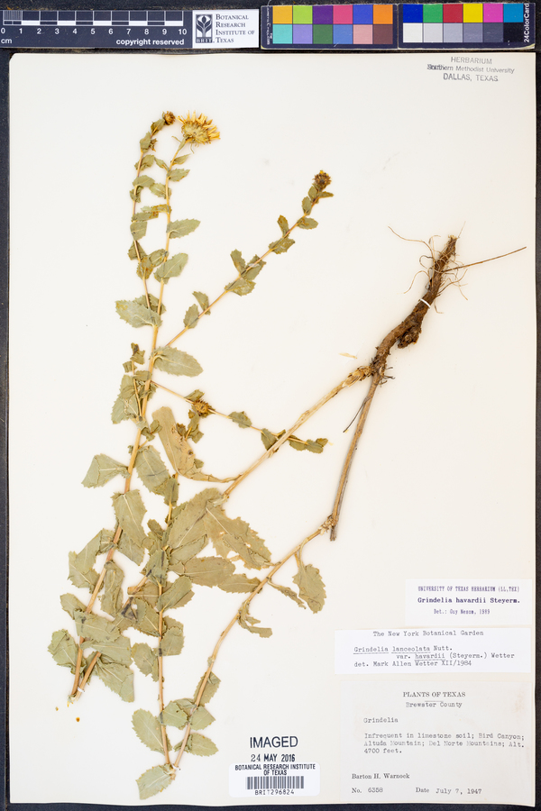 Grindelia havardii image