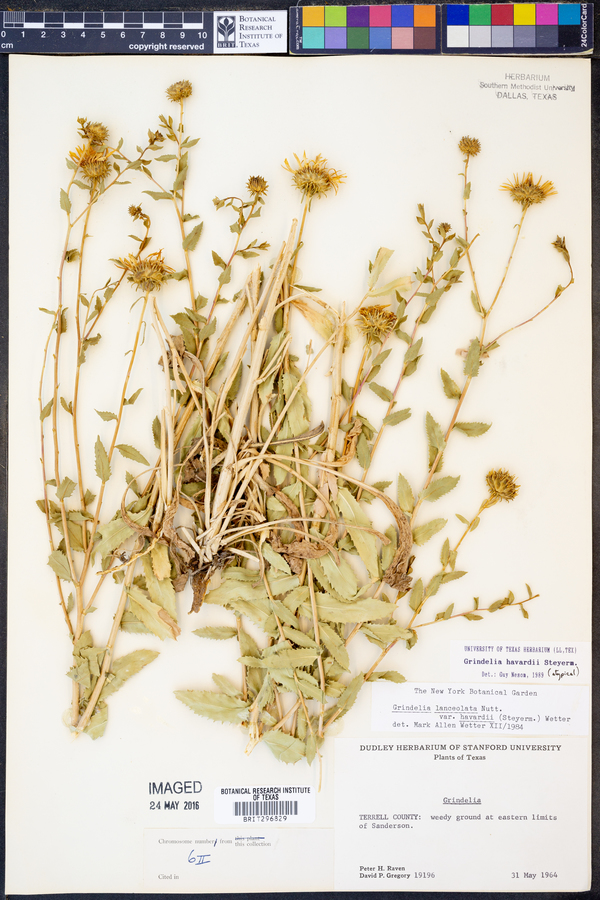 Grindelia havardii image