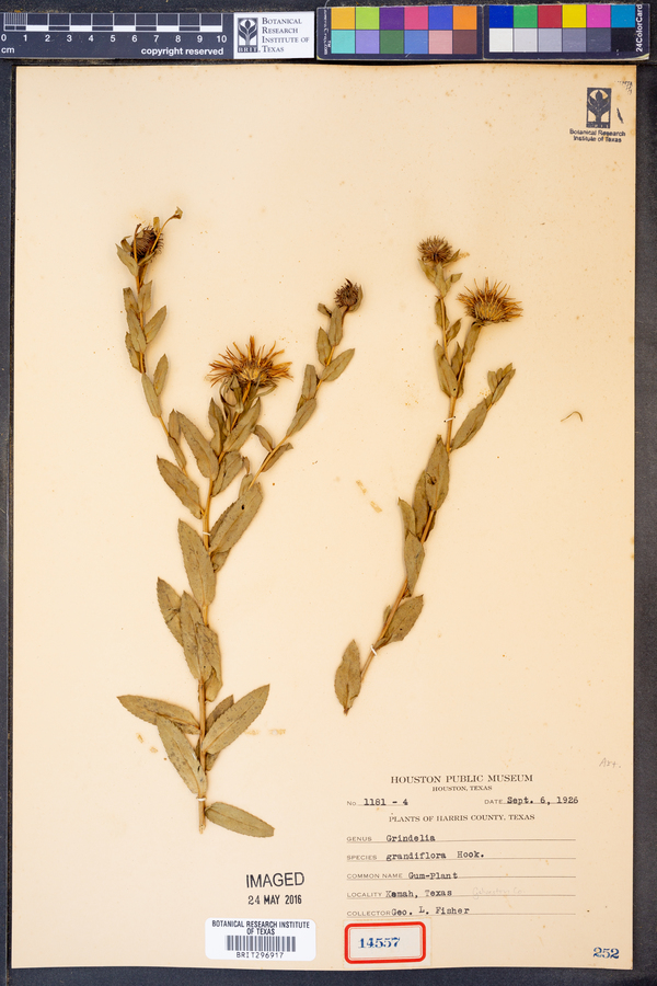 Grindelia grandiflora image