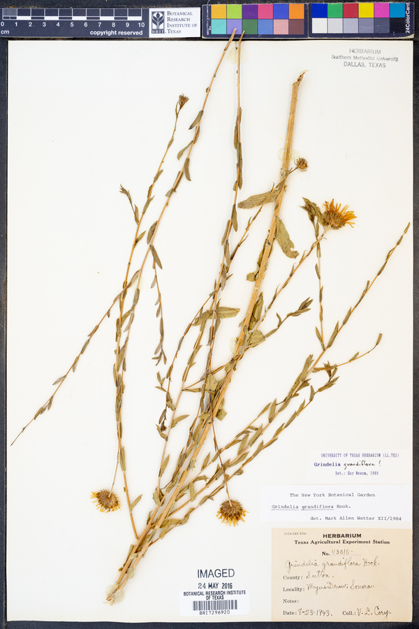 Grindelia grandiflora image