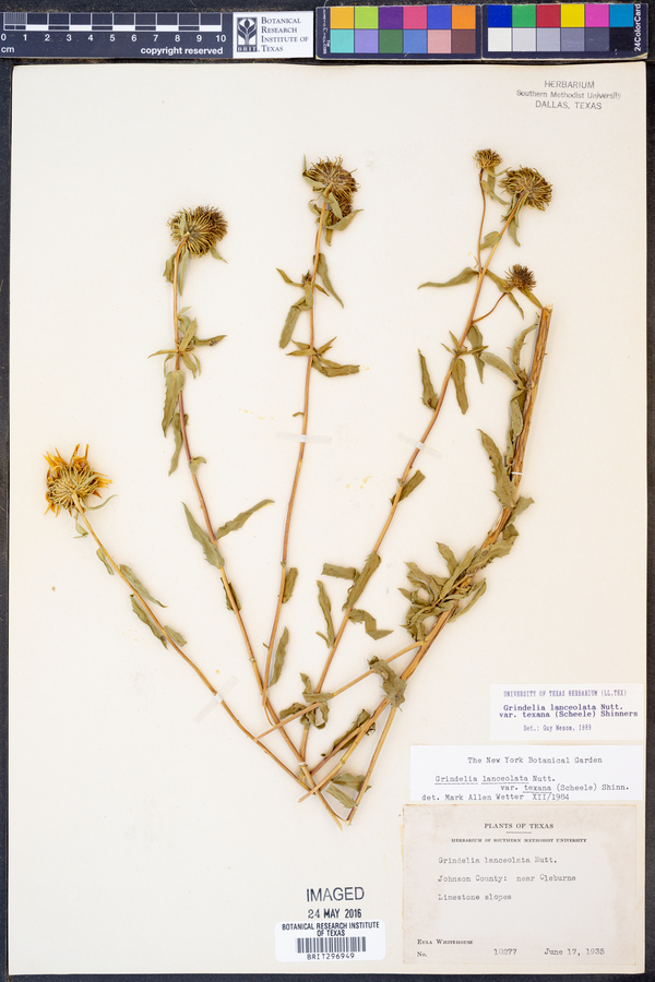 Grindelia lanceolata var. texana image