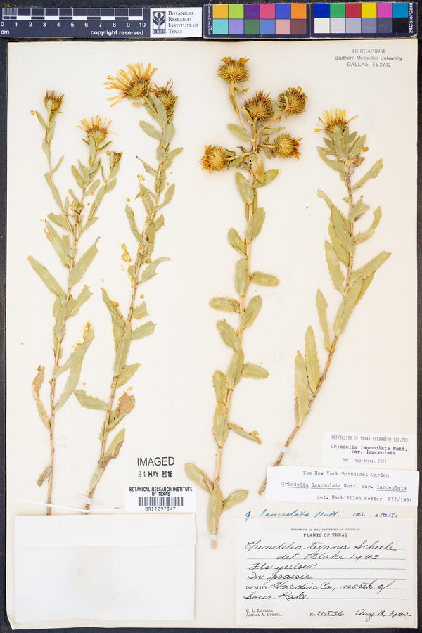 Grindelia lanceolata image