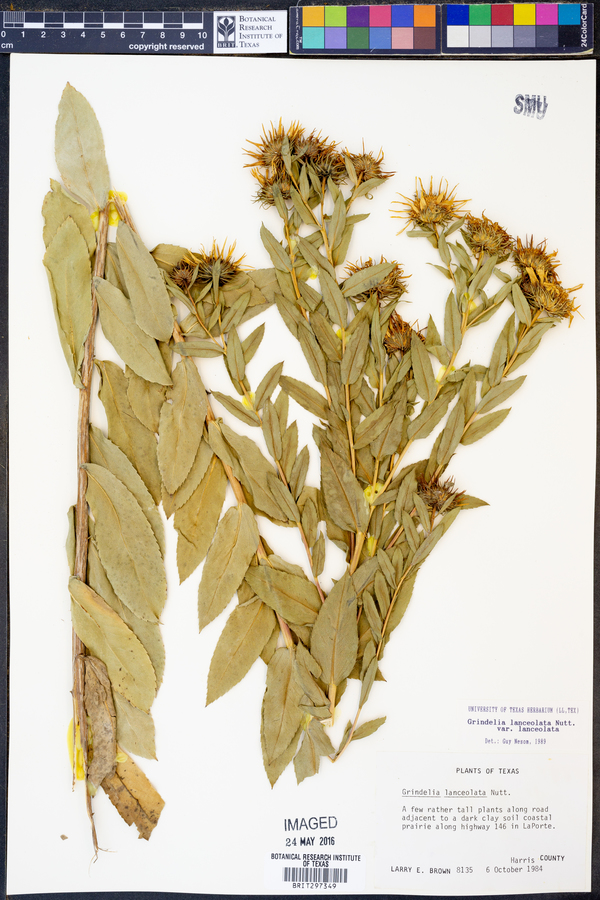 Grindelia lanceolata image