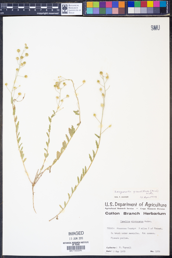 Lesquerella grandiflora image