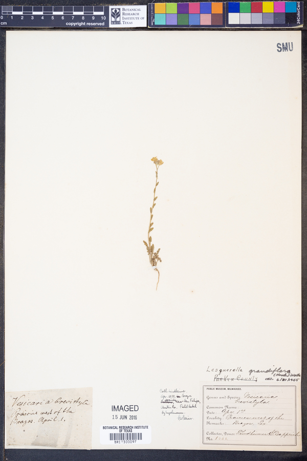 Lesquerella grandiflora image
