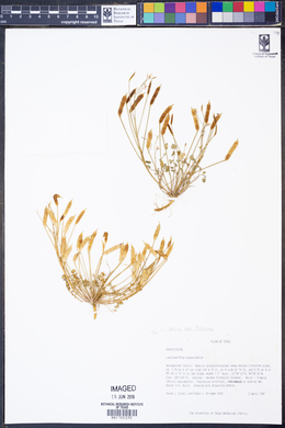 Leavenworthia aurea var. texana image