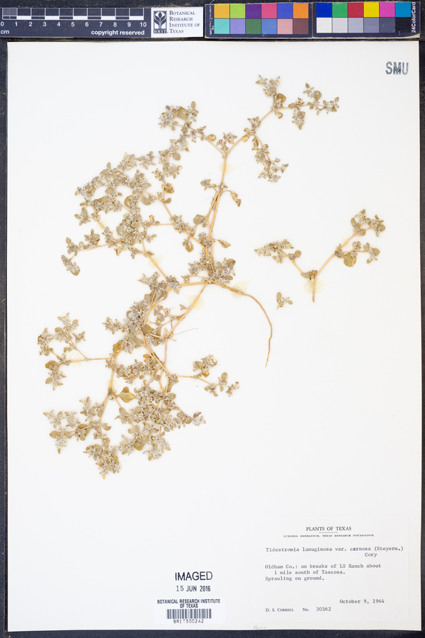 Tidestromia lanuginosa var. carnosa image