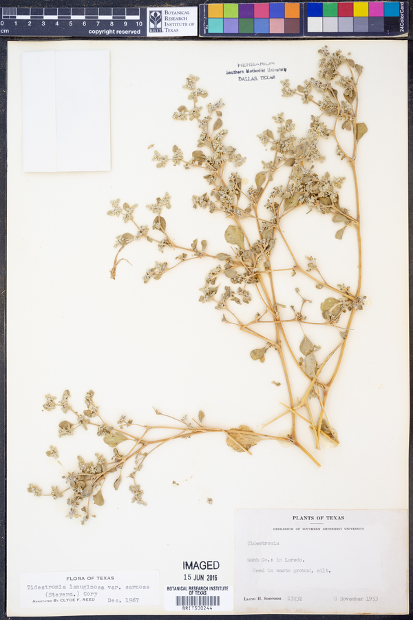 Tidestromia lanuginosa var. carnosa image