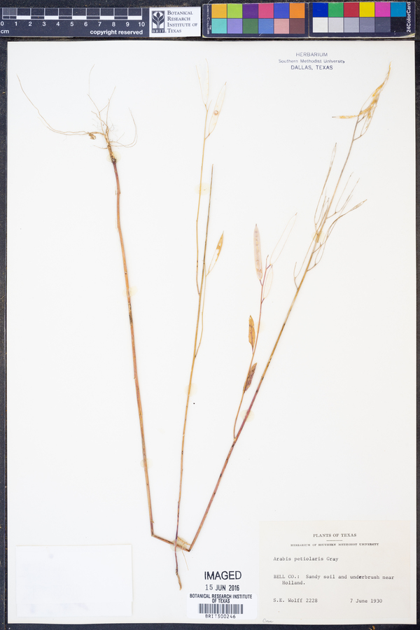 Arabis petiolaris image