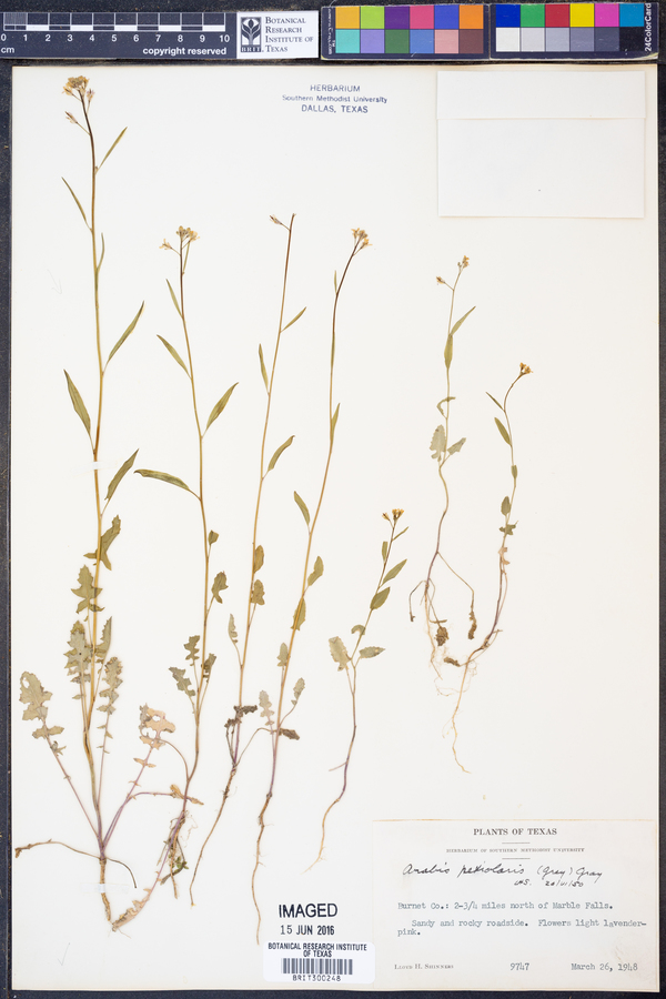 Arabis petiolaris image