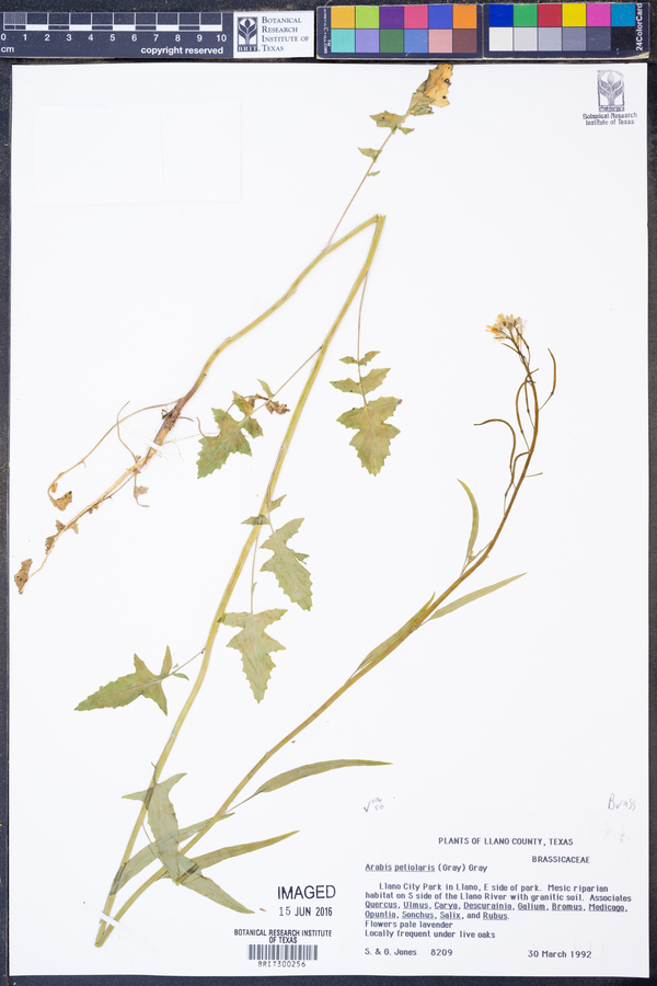 Arabis petiolaris image